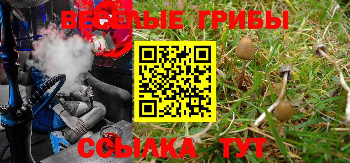 Псилоцибиновые грибы Cubensis Майский